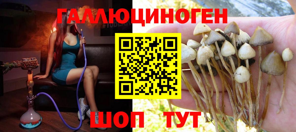Александров  Галлюциногенные грибы мицелий  Вход с VPN 